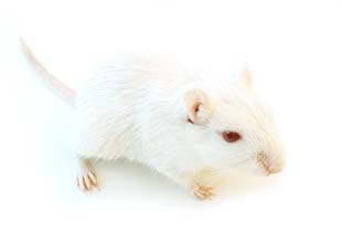 An albino gerbil with completely white fur and red eyes