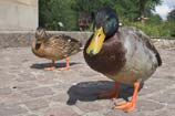 Two ducks with bright feathers stand on the pavement