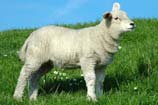 A spring lamb with its woolly coat stands in a field