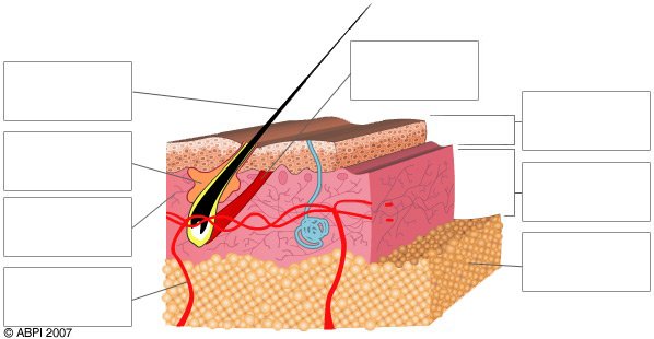 Diagram showing the layers of the skin